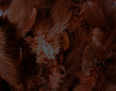 Peří hnědé - Obrázok č. 1