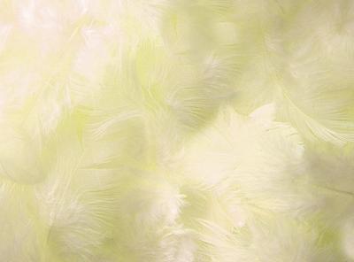 Peří ivory - Obrázok č. 1