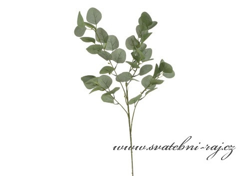 Větvička Eukalyptus Populus - Obrázok č. 1